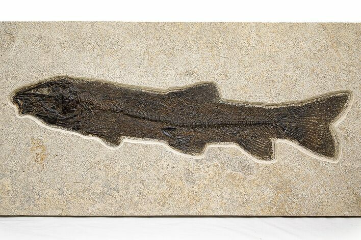 Fossil Fish (Notogoneus) From Wyoming - Huge For Species! #313931